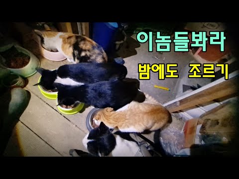 얼라들 야밤에 간식투쟁