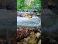 Dive into the crystal clear forest stream... 🌲✨ #nature #relaxing  #natureshorts #naturesounds