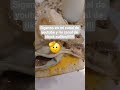 phillychesestake papa!!! #food #tiktok #humor #recetas #youtubeshorts #youtube #tiktokvideo
