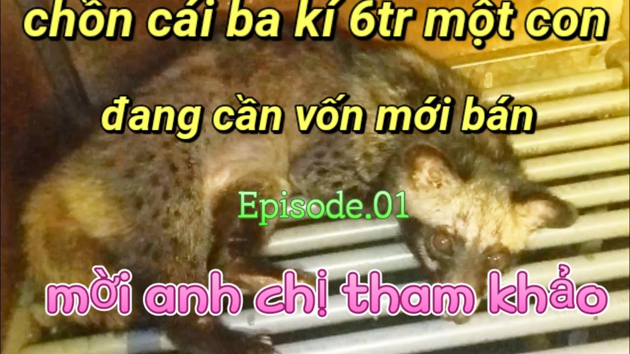Anh chị cần mua LH  0374961800 nhé