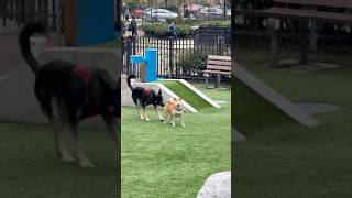 #vancouver #shibainu #shiba April 14th 2026 Katie at playground