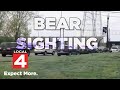 Black bear spotted in Downriver neighborhood