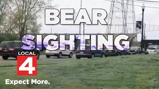 Black bear spotted in Downriver neighborhood