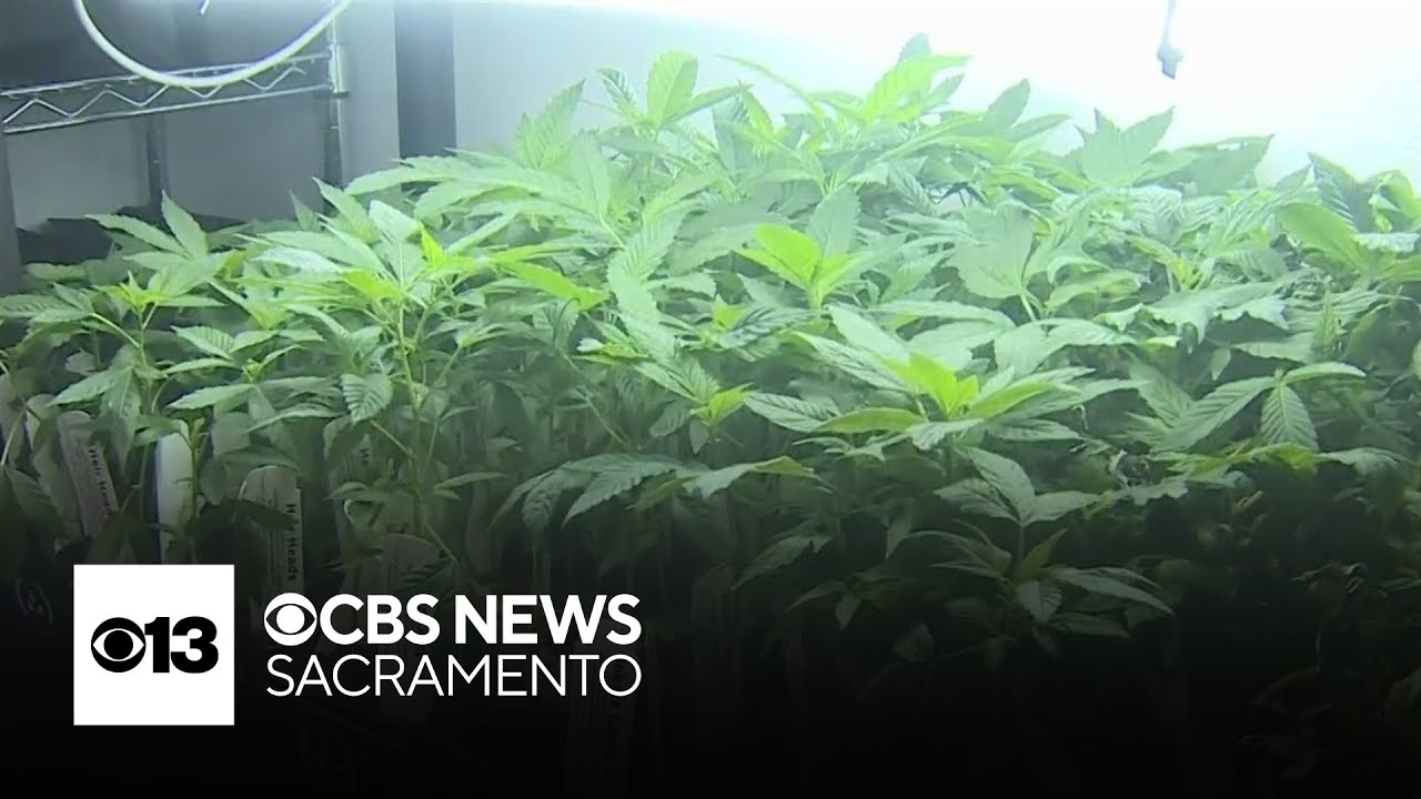 California State Fair exhibit encourages homegrown cannabis
