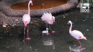 Flamingo Chick Swim Lesson - Cincinnati Zoo
