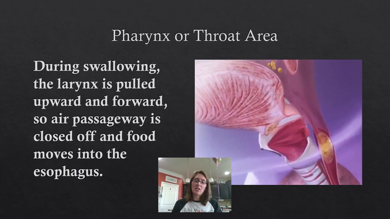 Anatomy and Physiology of the Lungs - YouTube