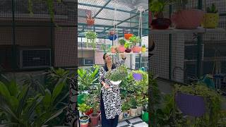 DIY hanging planters #ytshorts #garden