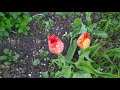Любимые весенние цветы в моем саду.