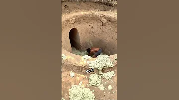 بناء ملجأ في الغابة 