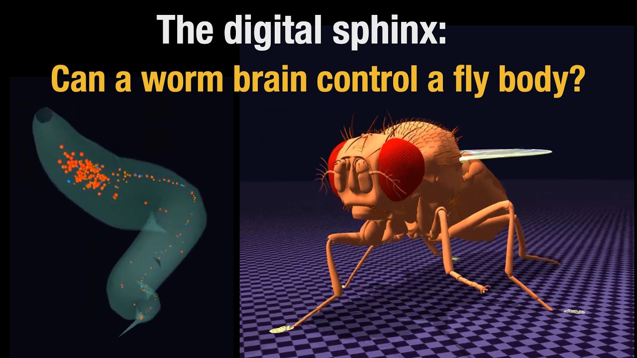 The digital sphinx: Can a worm brain control a fly body? - YouTube