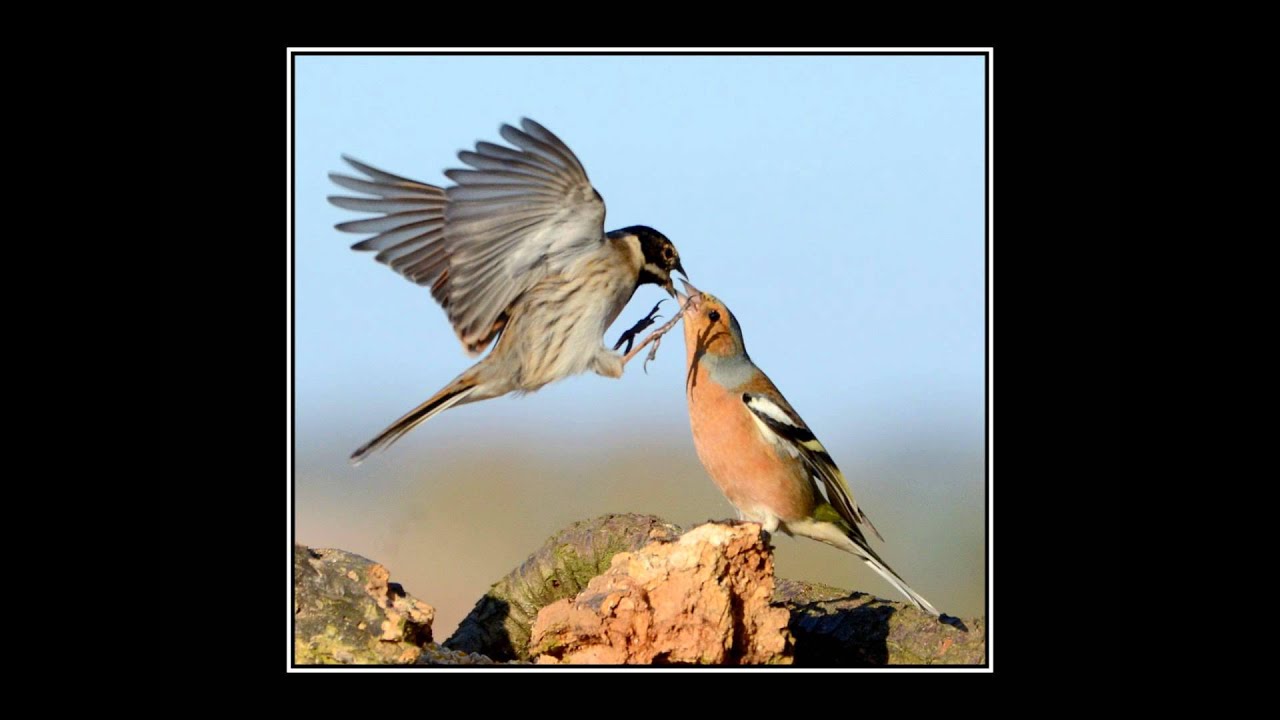 Nikon D7000 with Nikkor 70-300mm VR lens nature pictures.