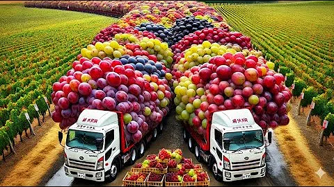 Inside The BIGGEST Expensive Grapes Farm & Factory - Japanese Grape Farm (Full Process)