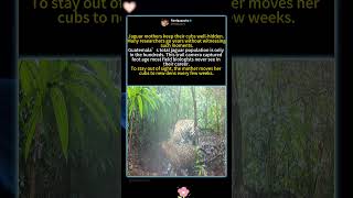 Jaguar mothers have strong protective instincts and deliberately hide cubs from the outside world.