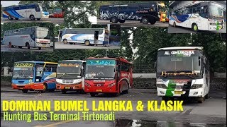 DOMINAN BUS BUMEL LANGKA & KLASIK | Hunting Bus di Terminal Tirtonadi