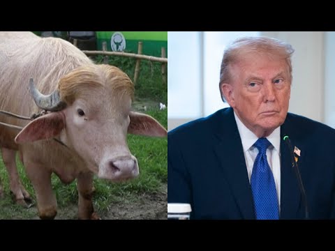 Video Rare albino buffalo nicknamed Donald Trump spared from slaughter after viral videos