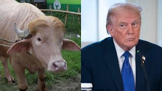 Rare albino buffalo nicknamed ‘Donald Trump’ spared from slaughter after viral videos
