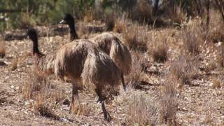 2017 Simpson Desert 1