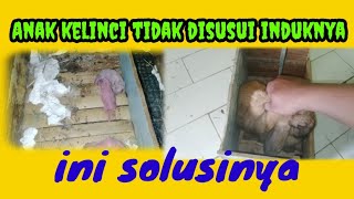 CARA Merawat Anak Kelinci Tidak Disusui Indukannya