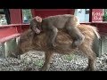 Boar Raises Monkey After Being Abandoned By Mom At Birth | Kritter Klub