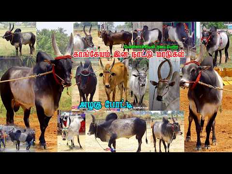 காங்கேயம் நாட்டு இன மாடுகள் அழகு போட்டி @pollachi  06-03-2026 #kangeyam_breed #kanayam_kalai