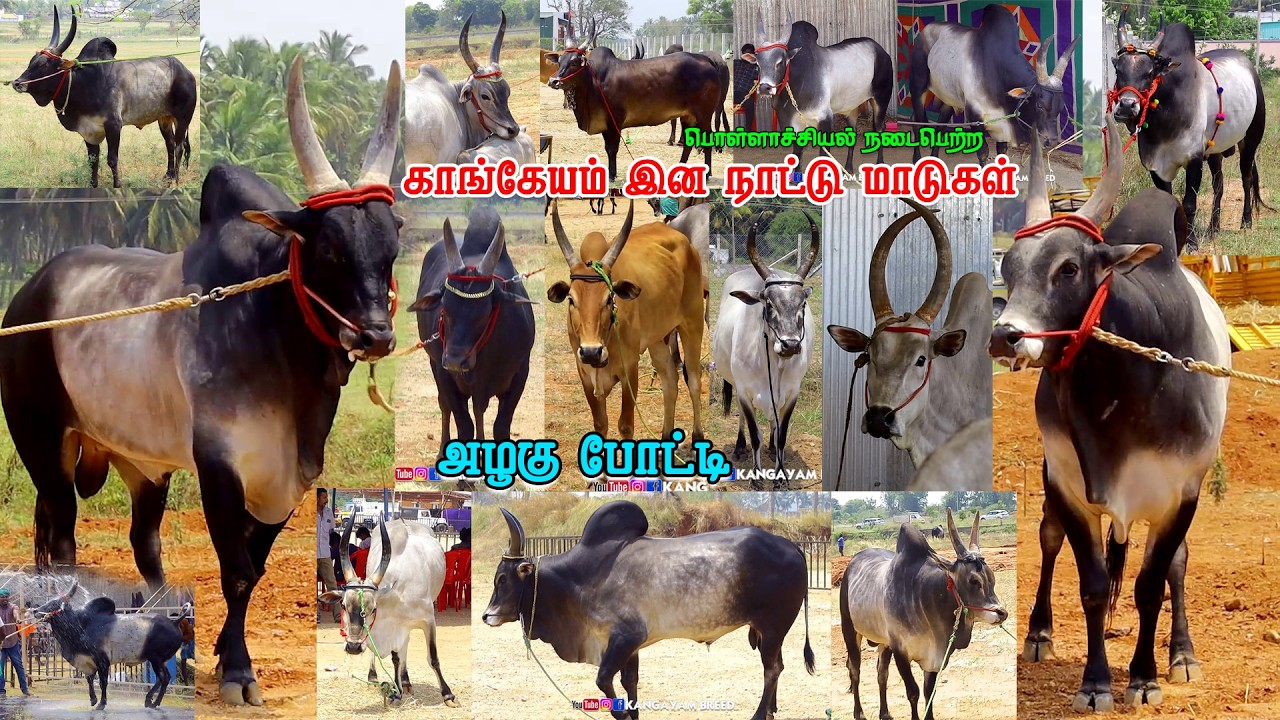 காங்கேயம் நாட்டு இன மாடுகள் அழகு போட்டி @pollachi  06-03-2026 #kangeyam_breed #kanayam_kalai