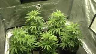 Grow Tent Girl Scout Cookies Update