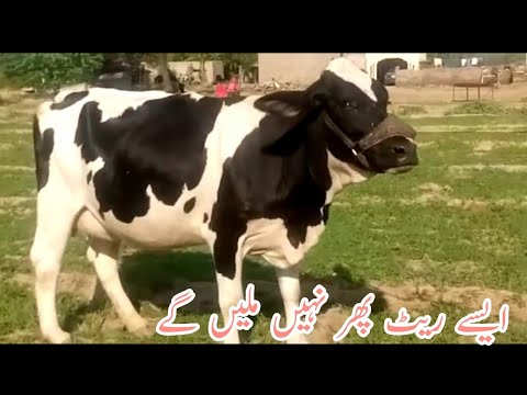 3 Top class Australian freasian cows | M Younis khan khushab | Best