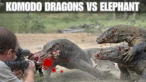 Komodo Dragon vs Wild Boar – Survival of the Strongest!