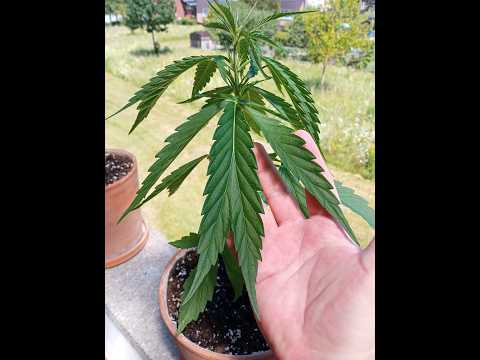 Strange Cannabis Leaf Mutation