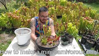 How to make a mini carnivorous plant bog!