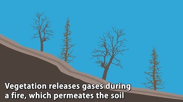 Anatomy of a Debris Flow Following a Wildfire