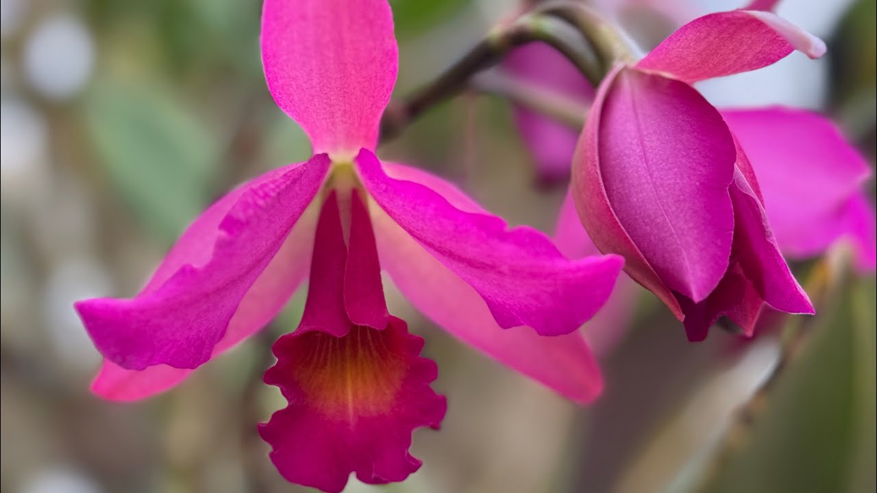 Year Two in My Greenhouse - February