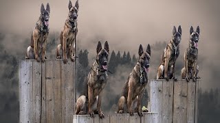 The Most INSANE Dog In The World!!! Belgian Malinois highlights screenshot 5