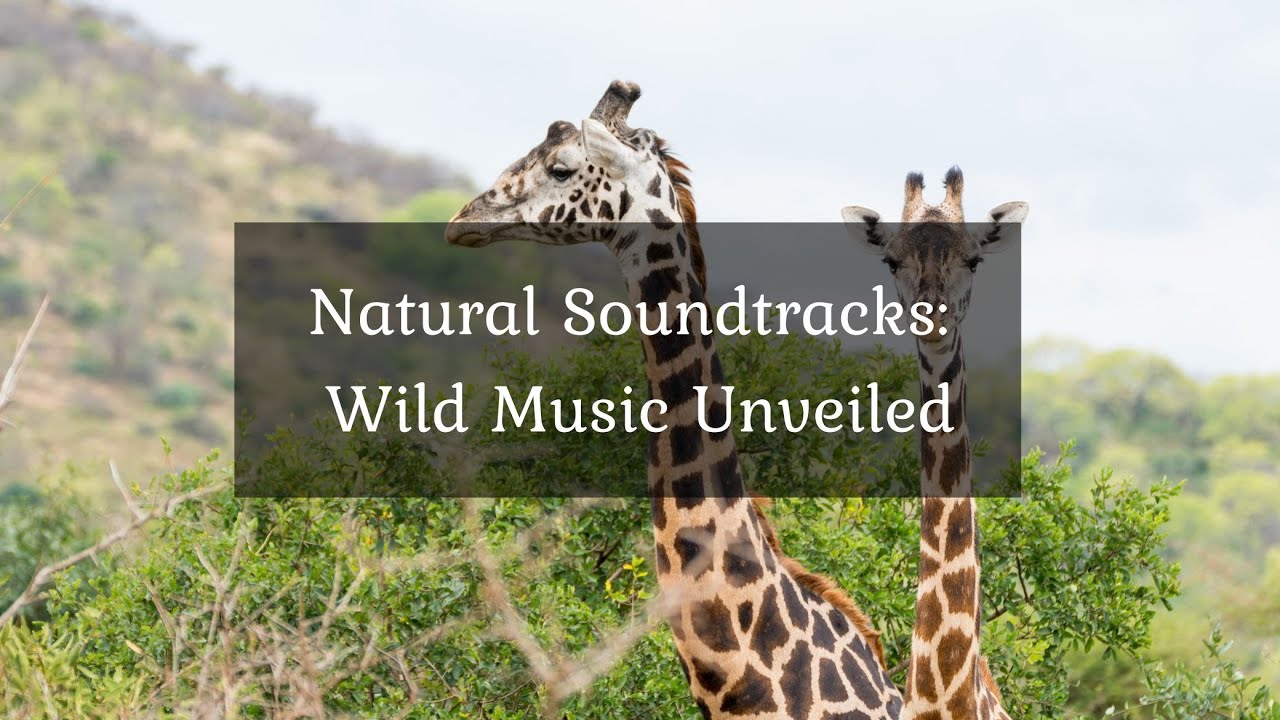 Natural Soundtracks: Wild Music Unveiled • 4k Video UltraHD - YouTube