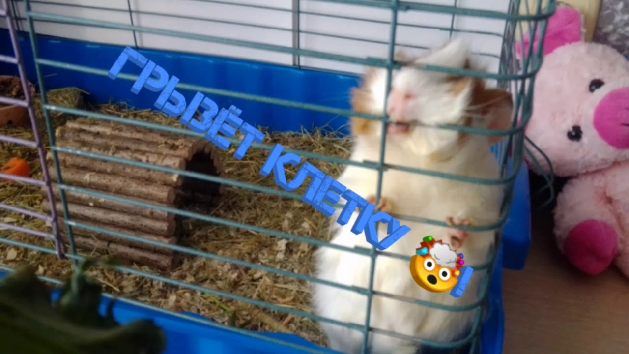 Почему морская свинка грызёт клетку? Как её отучить ? Я расскажу!!!🧐