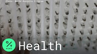 Dengue Infections Dramatically Reduced Using Bacteria
