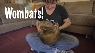 Wombats! - Our visit to Sleepy Burrows Wombat Sanctuary by Pramada Koradox 2,902 views 4 years ago 6 minutes, 38 seconds