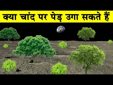 वीडियो: चंदवा के पेड़ क्या खाते हैं?