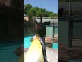 【東山動植物園公式】オウサマの鳴き声《 オウサマペンギン　ペンギン 》 #short