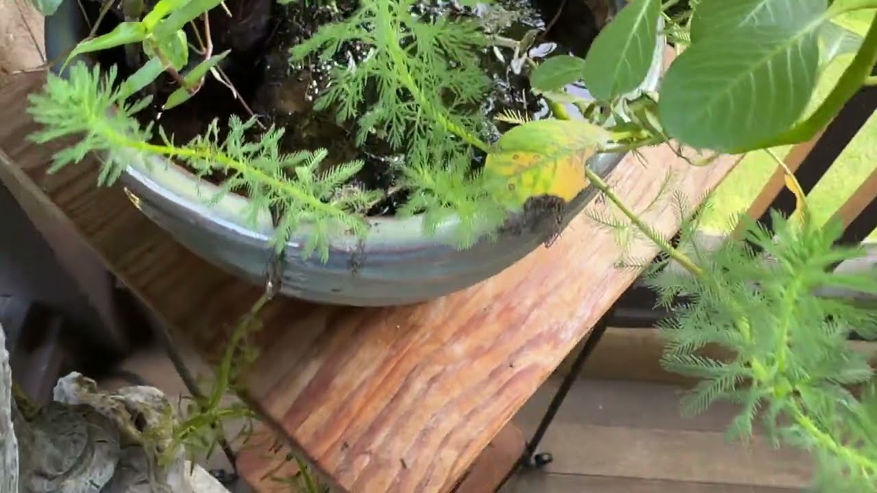 Deck Water Garden from Locally Sourced Water Plants Borrowed from Lake Oconee.