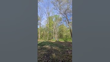 Tree Felling Compilation #treefelling #compilation #shorts