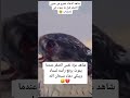 شاهد عزة نفس الصقر عندما يموت يرفع رأسه لسماء ويبكي دماء سبحان الله