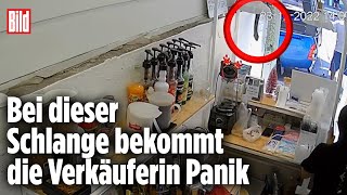 Riesen-Schlange im Café: Hartnäckige Python schlängelt sich durch Laden | Thailand