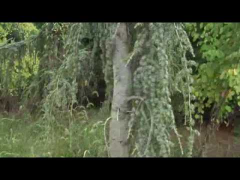 Video: Pemangkasan Pohon Pinus Menangis: Tip Pemangkasan Konifer Menangis