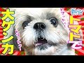【大ゲンカ】おっさんvsシーズー犬のトマトバトル!【毎回】I love tomato!