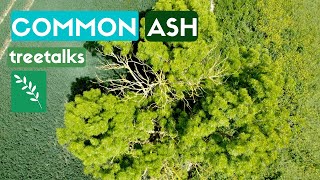 Common Ash Tree - Facts Identification