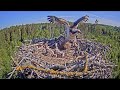 3/6/2021 Attack of a young hawk on the osprey's nest / Estonian Osprey Nest.