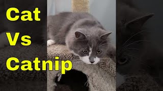 CAT AND CATNIP by Tiny Millionaire 45 views 3 years ago 1 minute, 24 seconds