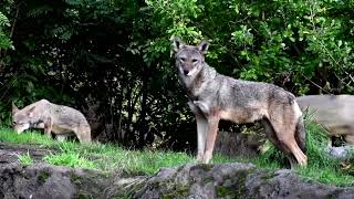 Endangered red wolves get dental check-ups