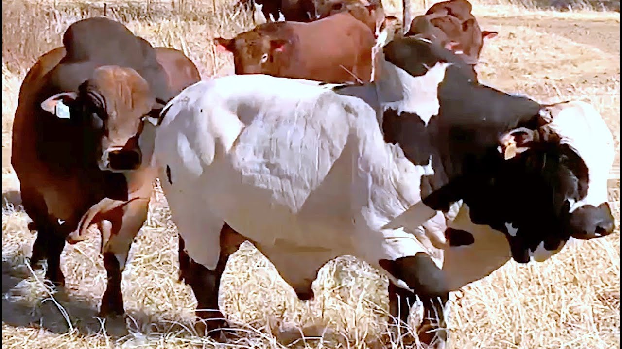 Herd of Boran Bulls and Cows from Vastrap Boran
